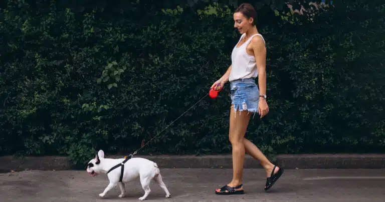 daspo cinofilo urbano la legge è in parlamento