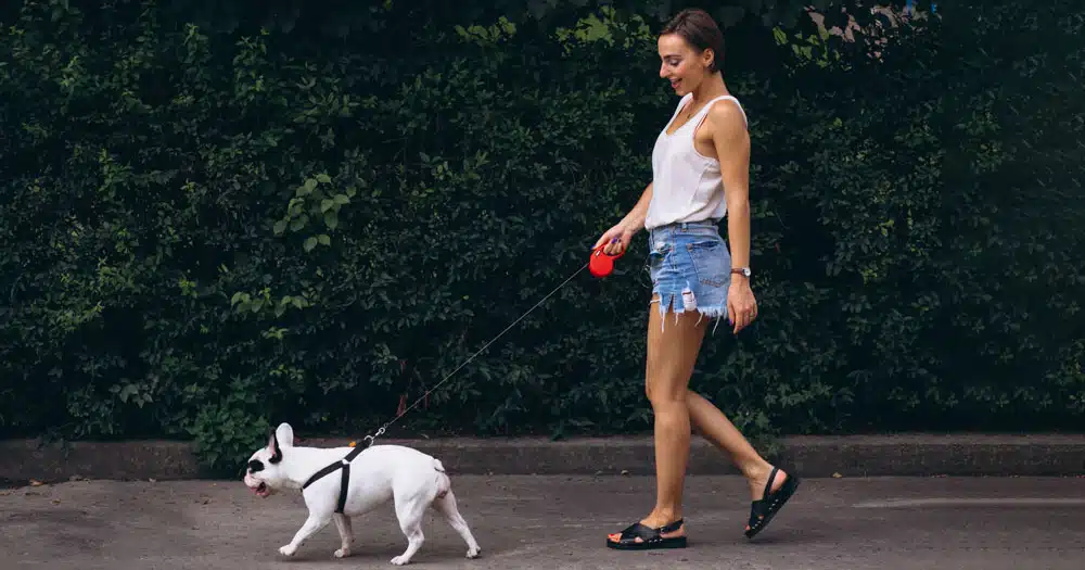 daspo cinofilo urbano la legge è in parlamento