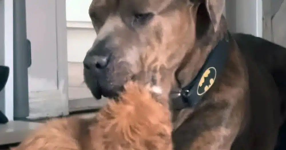 Pitbull con la pazienza di un santo