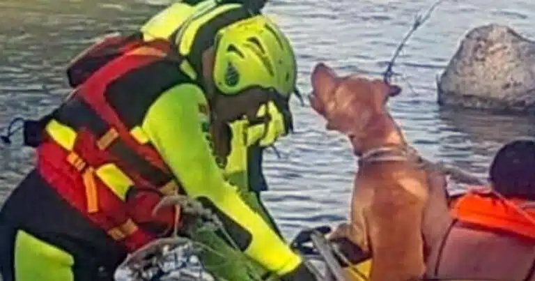 cane bloccato su un isolotto