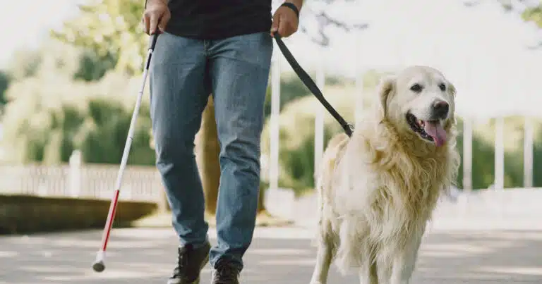 cane guida rifiutato dal tasssista