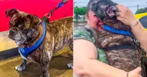 Cane ritrovato dopo 8 anni