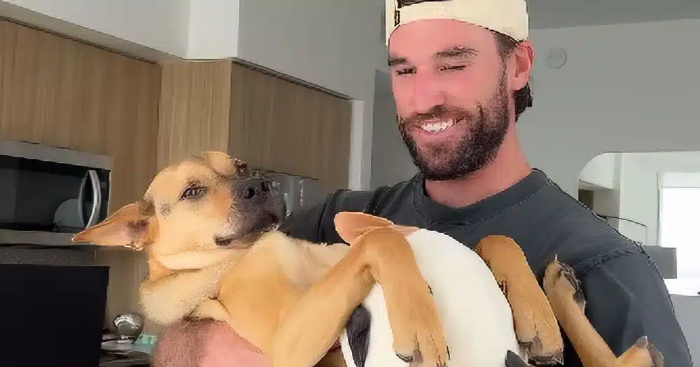 cane ruba peluche Squishmallows