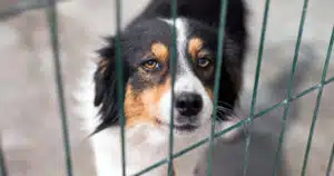 stati uniti animali domestici rinuncia