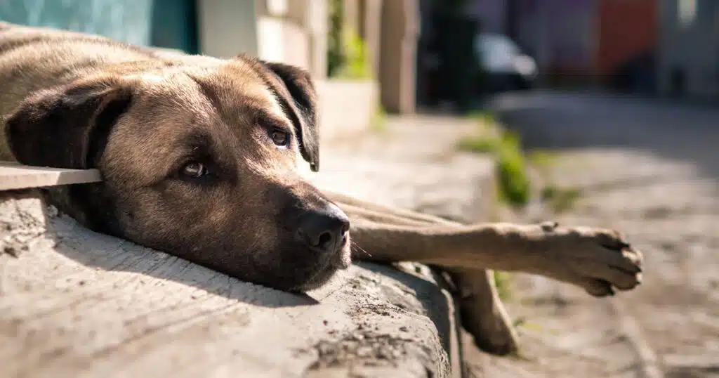 giornata internazionale del cane randagio