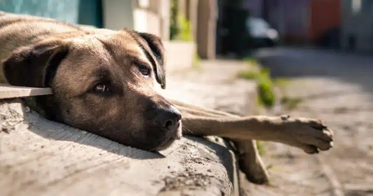 giornata internazionale del cane randagio