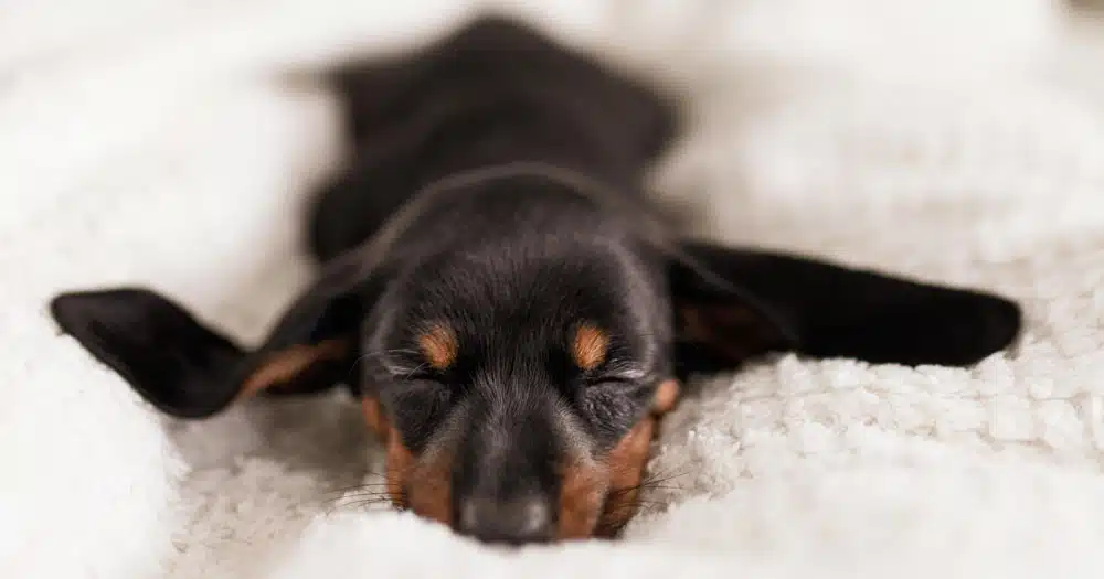 Morte o malattia di cani e gatti: congedi e permessi retribuiti? La proposta di legge