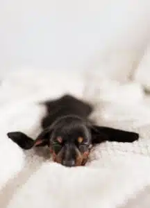 Morte o malattia di cani e gatti: congedi e permessi retribuiti? La proposta di legge