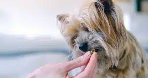 omega-3 per cani