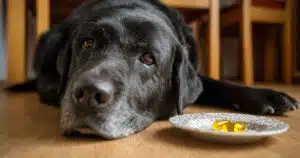 omega-3 per cani