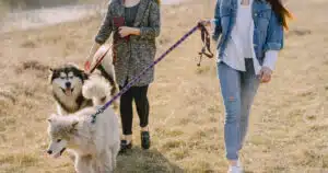 patentino per cani obbligatorio solo per chi adotta