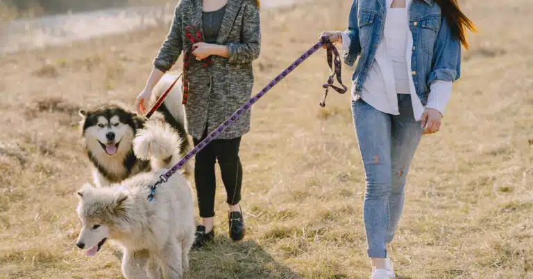 patentino per cani obbligatorio solo per chi adotta