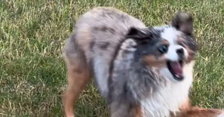 cane impazzisce di gioia tubo acqua video virale