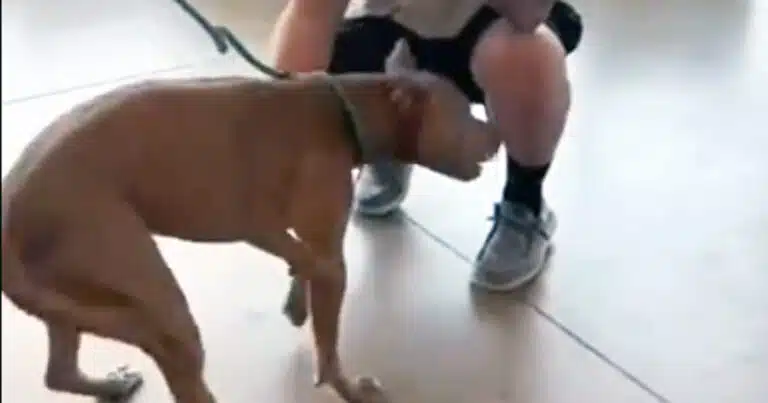 cane torna a casa dopo un anno