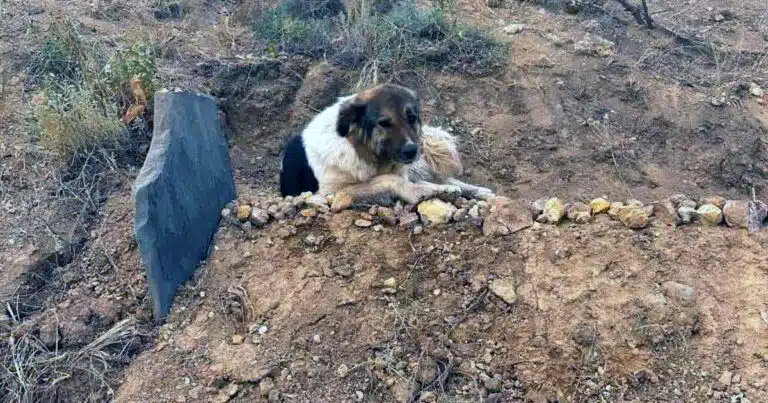 cane veglia la tomba del padrone in turchia