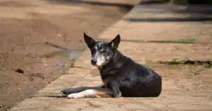 cani randagi in india