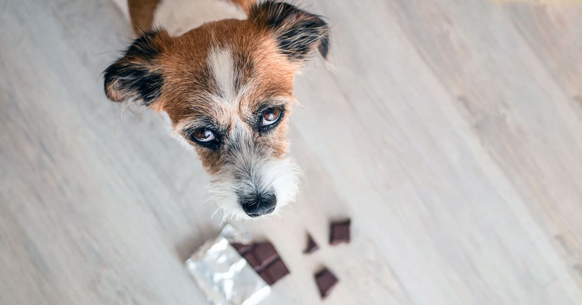 cibi nocivi per il cane
