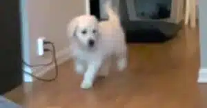 golden retriever cucciolo video