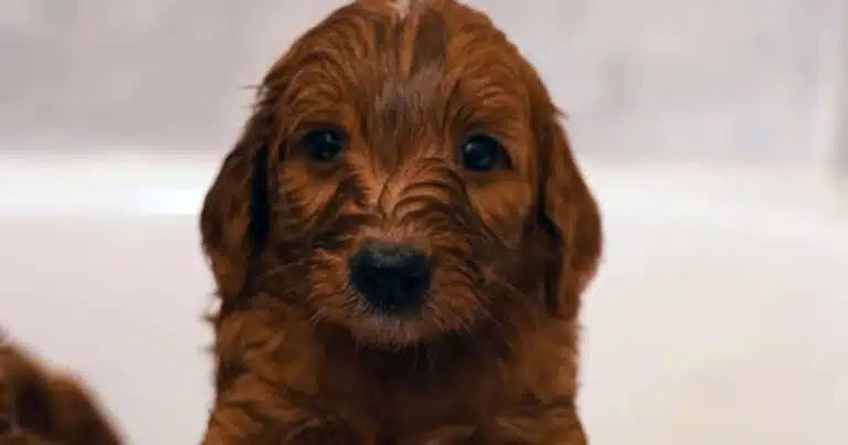 cucciolo goldendoodle video virale