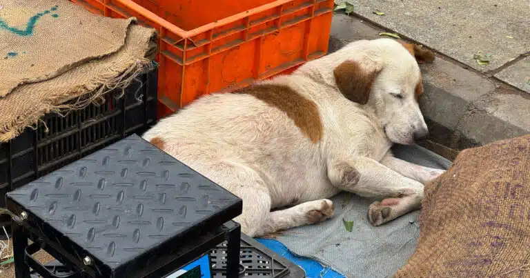 india contro il randagismo