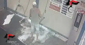 lava cane autolavaggio biella