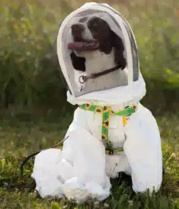 il cane che salva le api