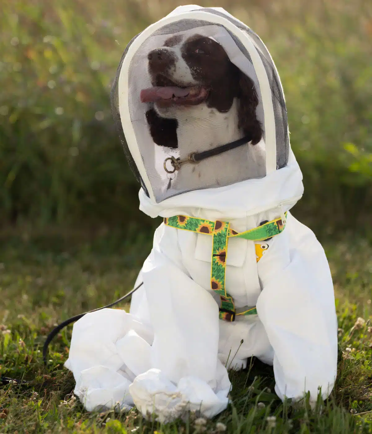 il cane che salva le api