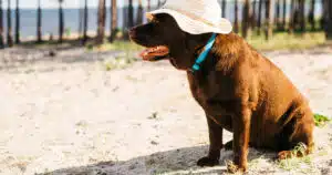 meteo agosto italia cane