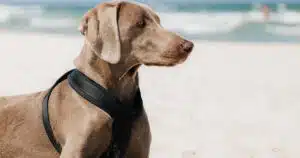 meteo agosto italia cane