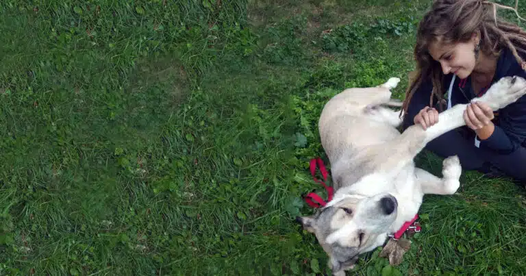 osteopatia veterinaria corso di formazione al cio