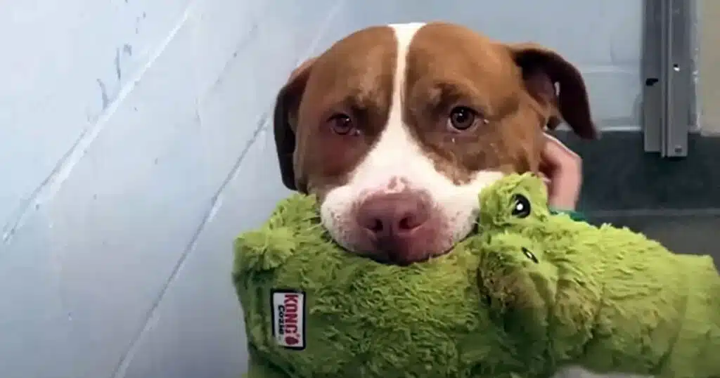 pitbull diventa rivale regalando peluche