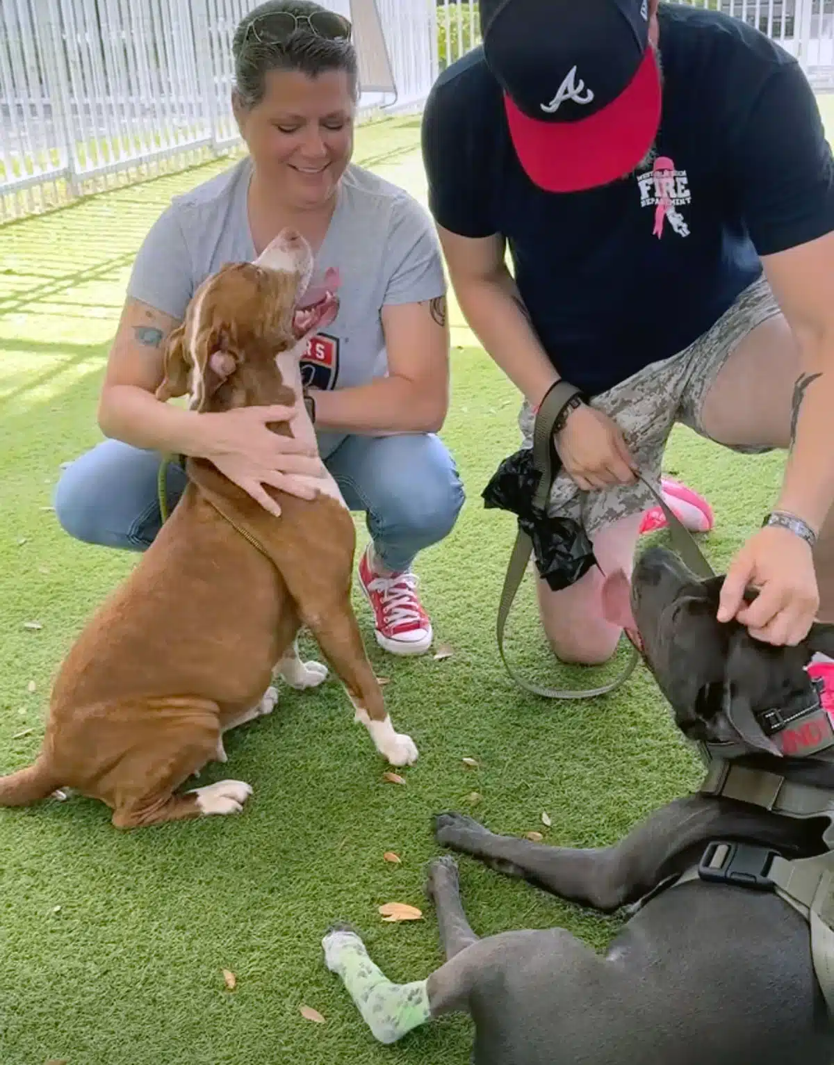 cane diventa virale peluche famiglia
