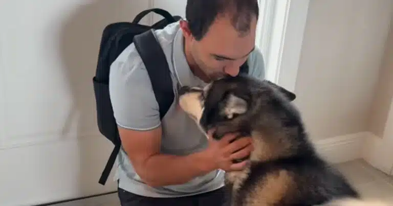 quattro cani si congedano dal proprietario video virale