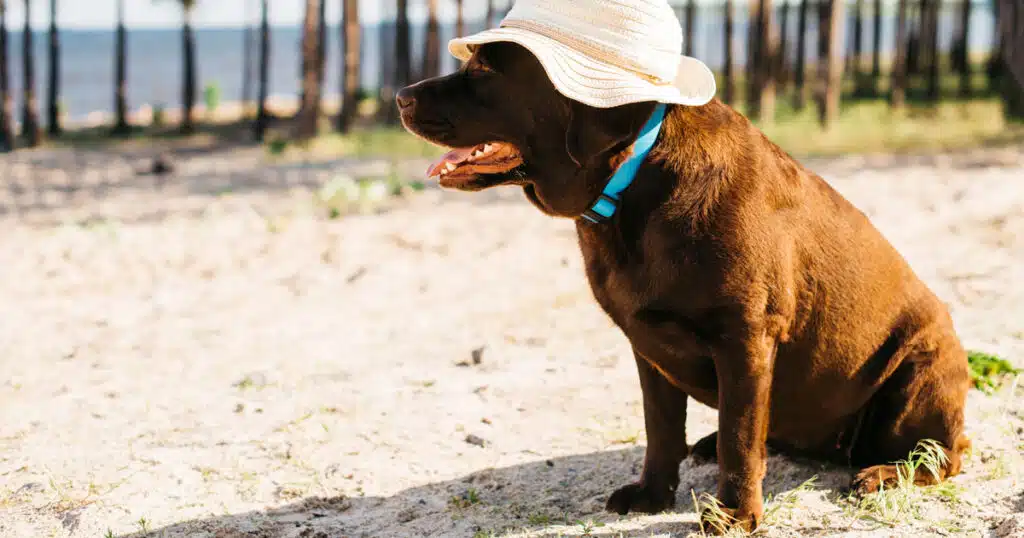 torna il caldo africano