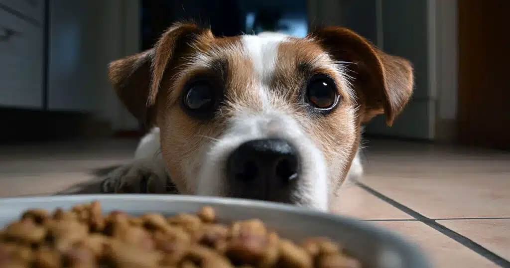 4 cibi tossici per il cane