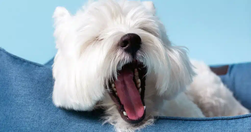 7 segnali che il cane trasmette e che rischiamo di non comprendere