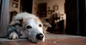 Ansia da separazione nel cane anziano