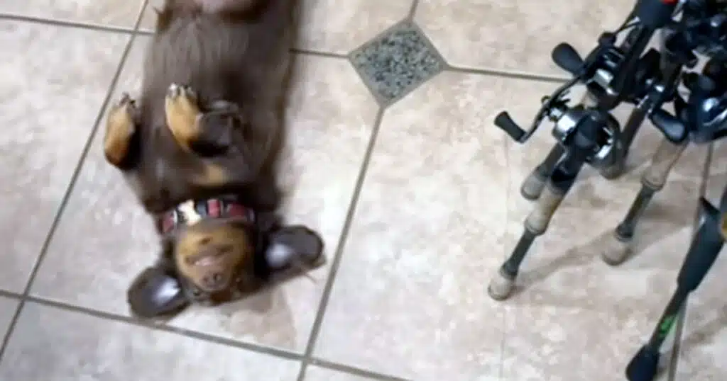 bassotto ama andare a pesca il video