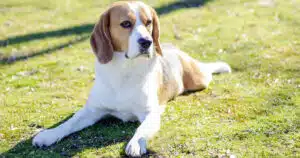 tar blocca sperimentazione su 800 begle