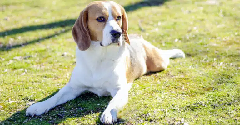 tar blocca sperimentazione su 800 begle