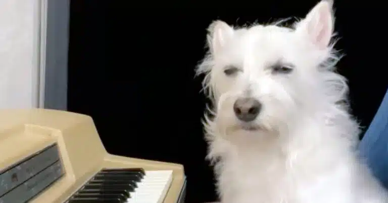 Bradford, il cane che va in estasi davanti al pianoforte: il video da 9 milioni di visualizzazioni