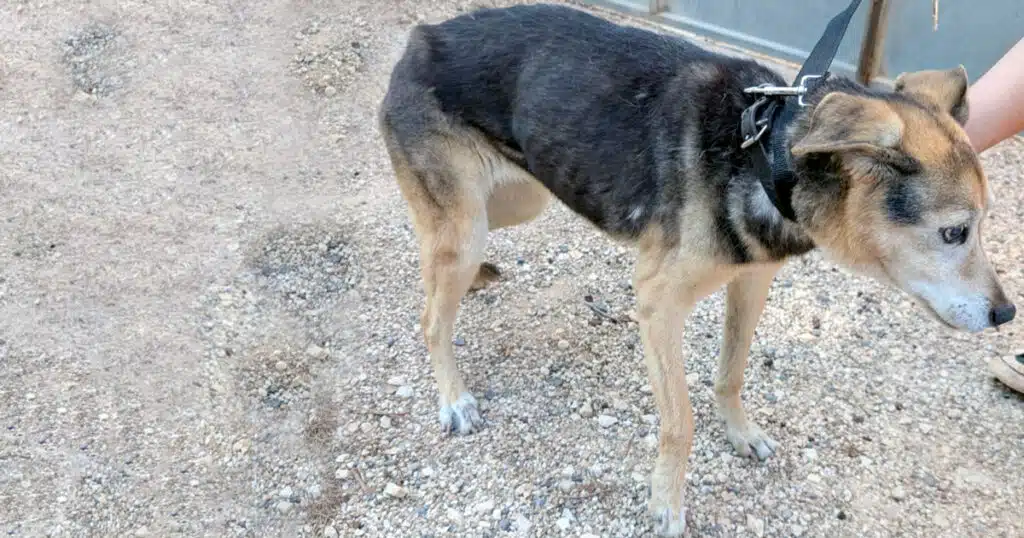 Cagnolina anziana e ipovedente cade in un tombino: salvata dalle guardie zoofile