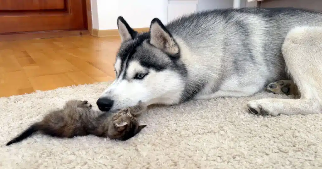 gattino contro husky video virale