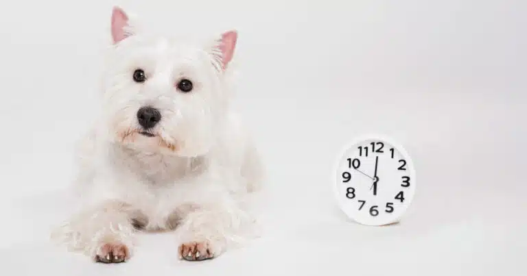 Il cane ha un orologio interno?