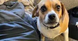 il dramma del cane smarrito