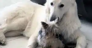l'addio silenzioso di un cane anziano video