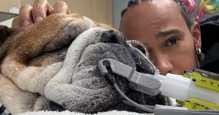 Lewis Hamilton salta i test al Mugello per stare accanto al cane Roscoe in gravi condizioni