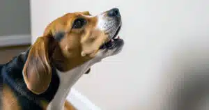 perché il cane abbaia nel nulla