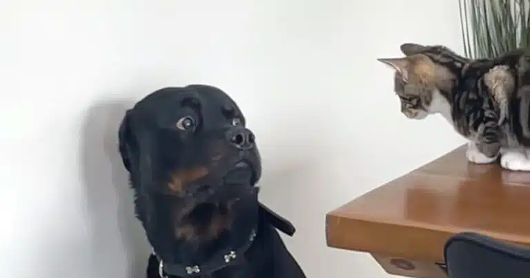 rotweiller contro gatto il video virale