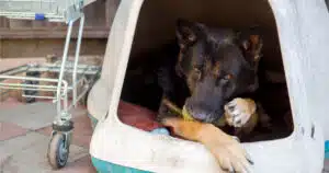 25 cani liberati a sciacca